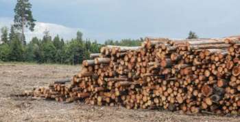Вартість 1 кубометру деревини на біржі ТОВ УУБ
